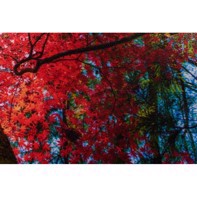 Ilford Galerie Satin Photo 260 g/m² - 17" x 30,5 meter