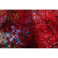 Ilford Galerie Satin Photo 260 g/m² - 17" x 30,5 meter